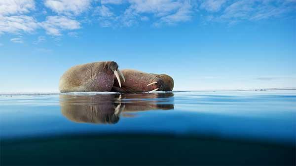 加拿大的海象 - 知乎