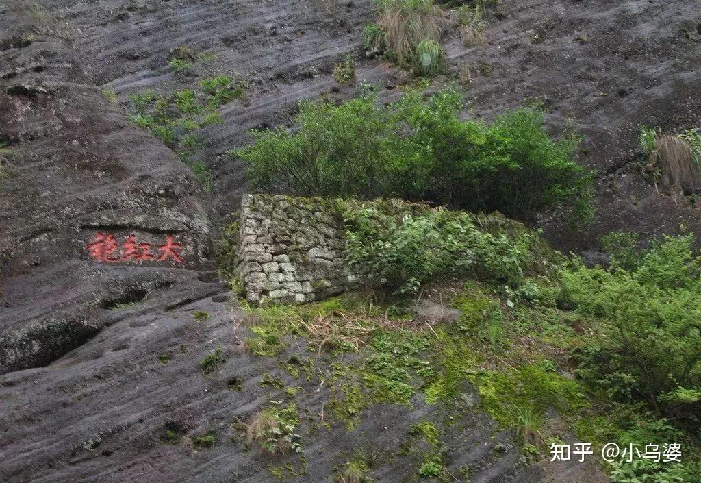 武夷山大红袍母树 - 知乎