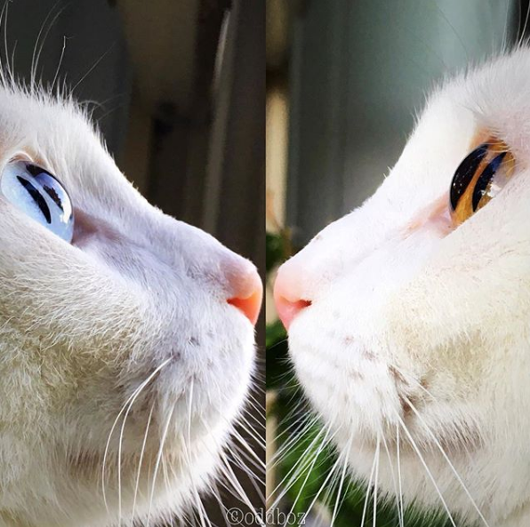 吸猫大会:泰国曼尼猫bosworth