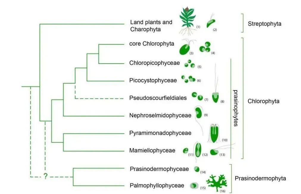Nature Commun | 南京师范大学钟伯坚团队在早期绿色植物起源和演化历史研究中取得重要进展 - 知乎