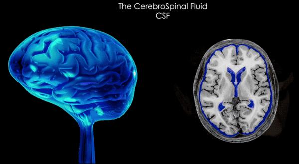 大脑衰老可逆转,只需注入年轻脑脊液,返老还童不再是幻想