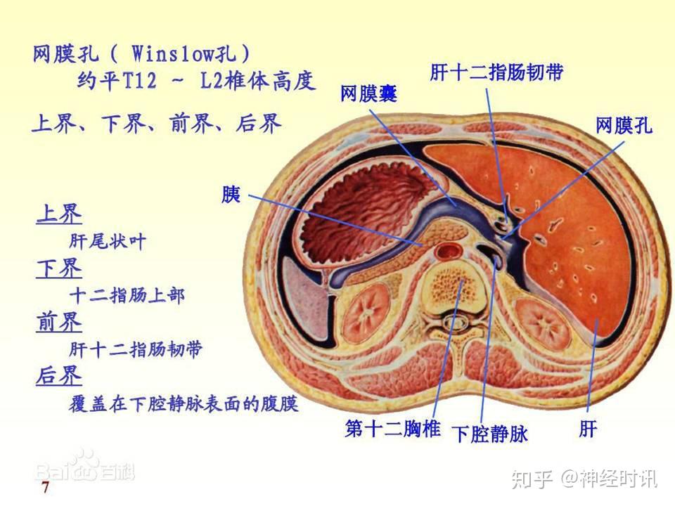 肠系膜韧带图片