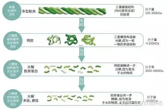 同出一源,差异三变!揭秘胶原、明胶与胶原蛋白肽奇妙差异 - 知乎