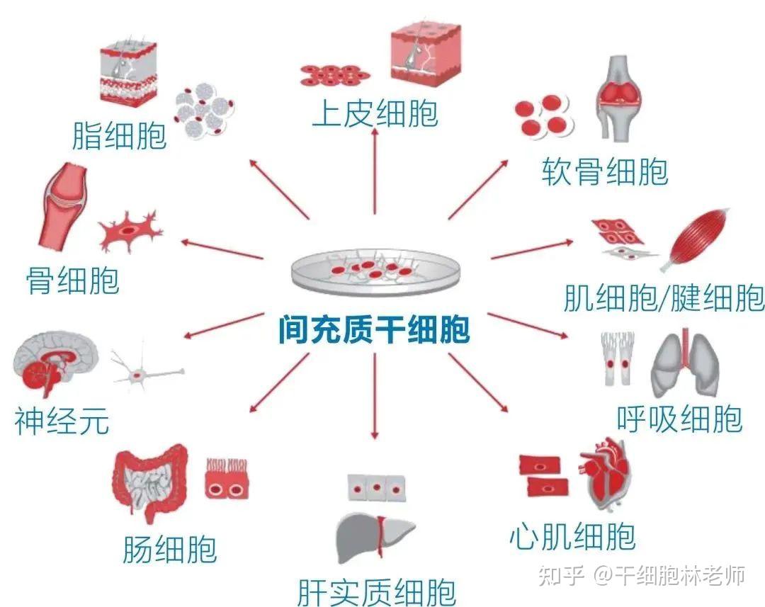 干细胞治疗为什么首选间充质干细胞