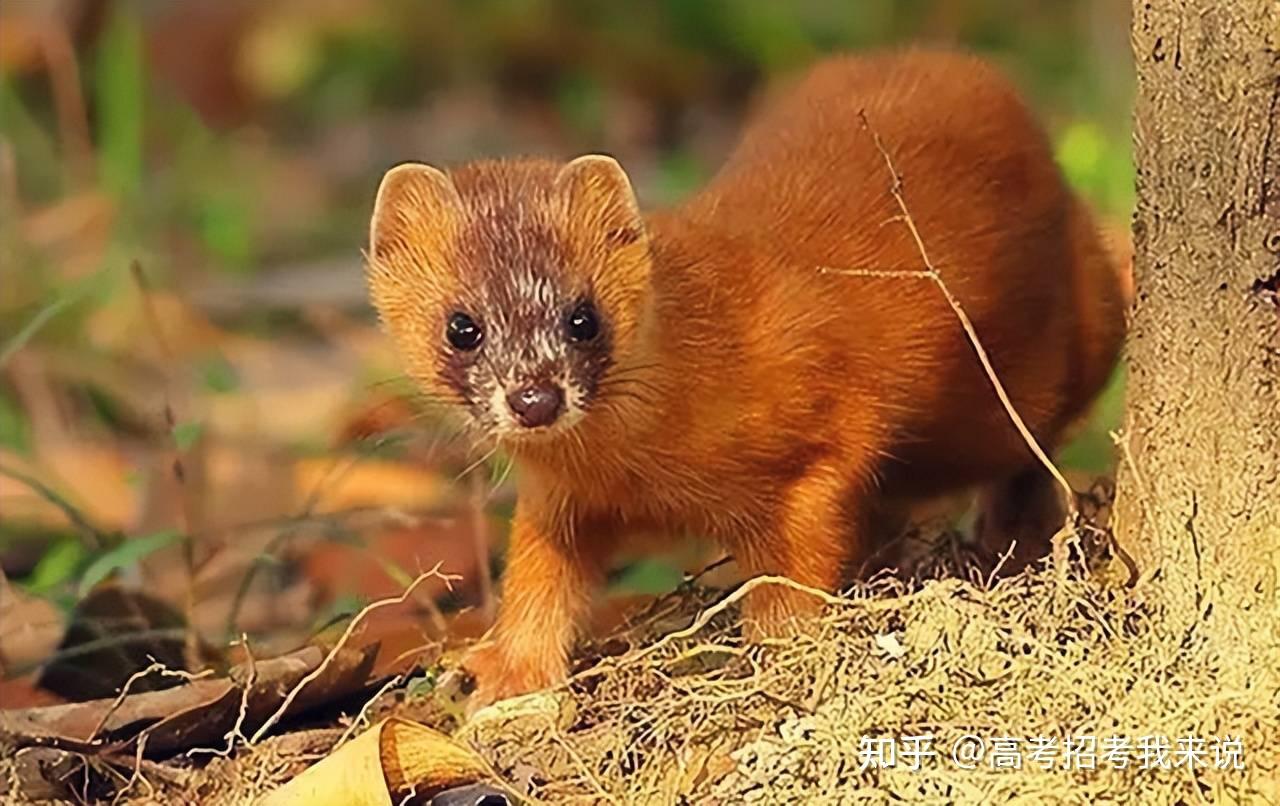 民间故事:白蛇缠腰 - 知乎