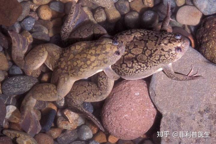 有哪些神奇的动物? 9 v2 0fef5677dbdd020ebab0e672517c6192 720w