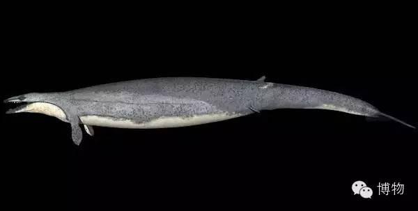 古生物复原中的乌龙事件 - 知乎