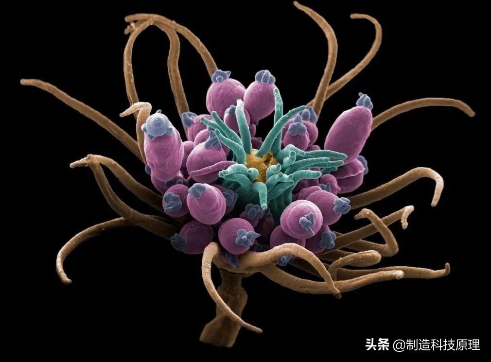 与珊瑚,海葵和水母属于同一门,水螅虫(echtopleura larynx)看起来"