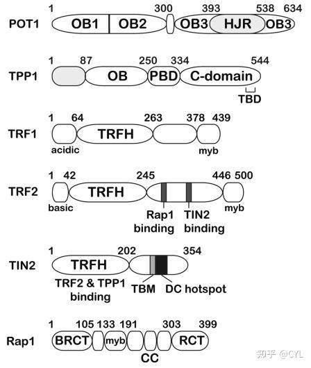 【文献翻译】端粒和端粒酶的结构生物学 - 知乎