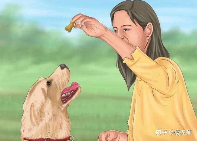 如何训练狗狗