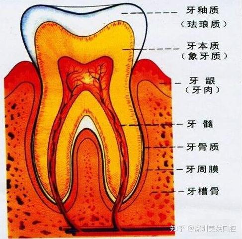 牙冠处有两层组织包裹着髓腔,从外到内依次是牙釉质,牙本质,牙髓腔