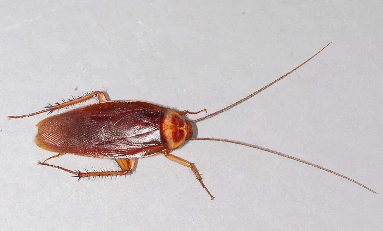 大强虫控常见蟑螂德国小蠊的习性和防治措施
