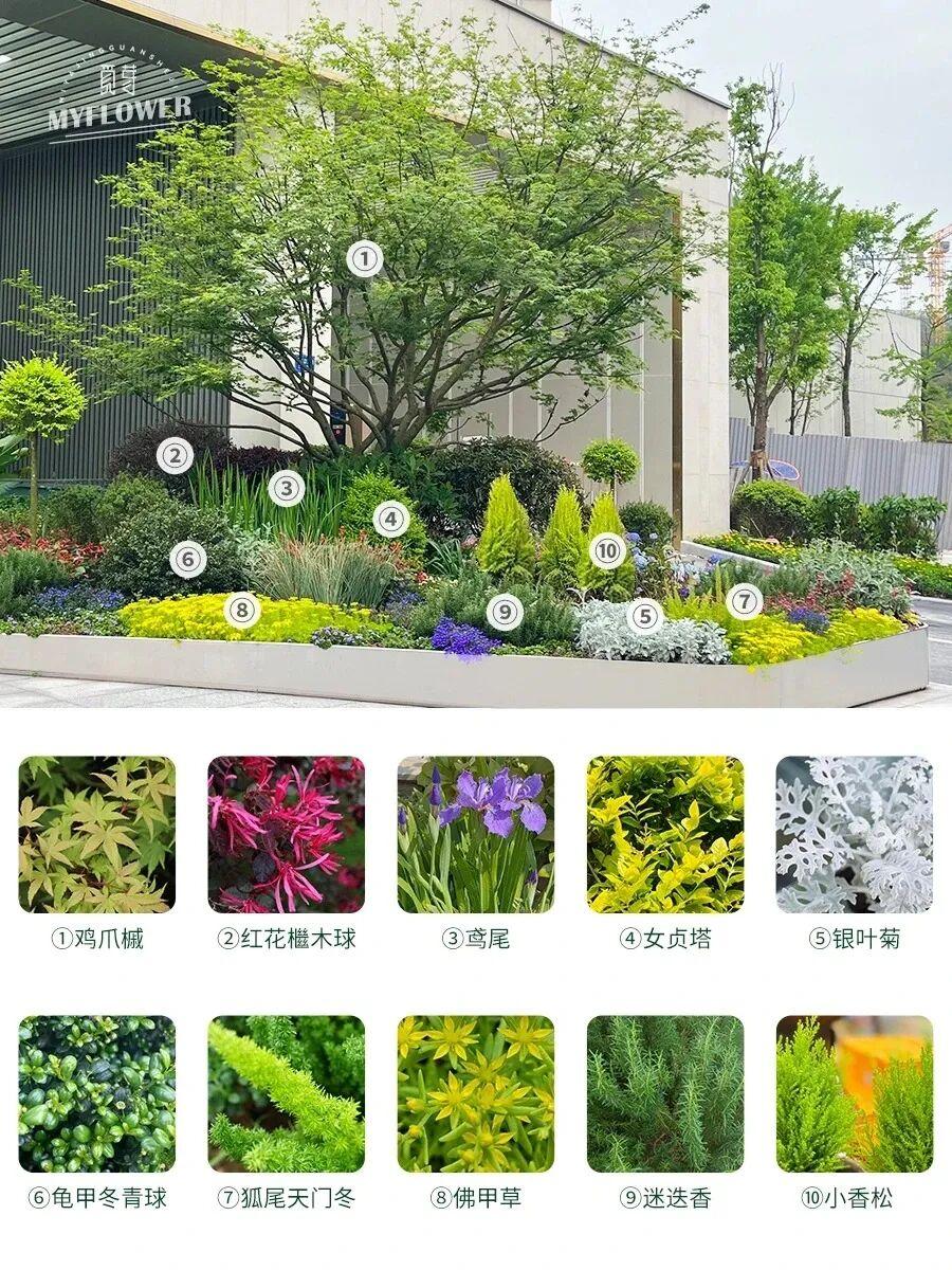 长效低维护花境 | 案例分享(附植物清单) - 知乎