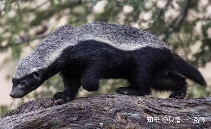 万物生灵之蜜獾(3) - 知乎