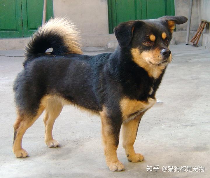 “四眼土狗”到底有什么魅力？能让每个人都对它着迷！ - 知乎