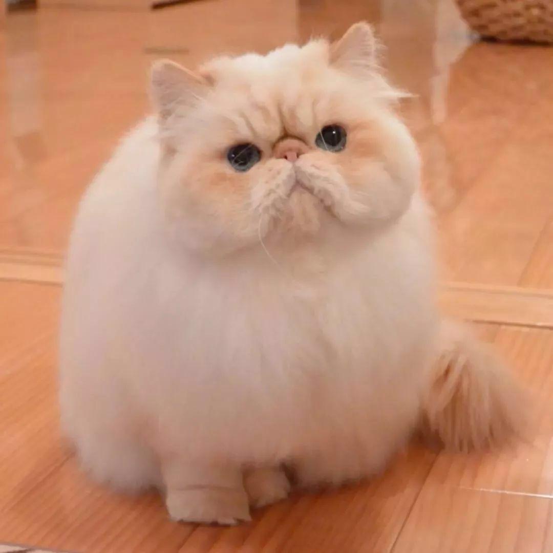 花多少钱买加菲猫最划算