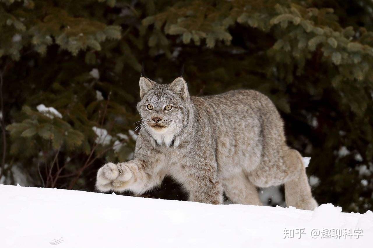 平头哥表亲远在北美，爱干猞猁爱吃豪猪，最大敌人是短尾猫 - 知乎