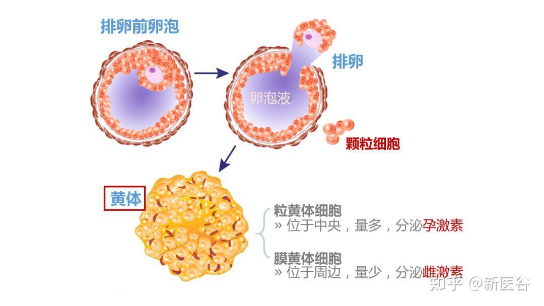 皮增生进入"增生期"伴随着黄体的形成即进入了"分泌期"在黄体分泌的雌