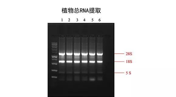 我们今天来提取质量好点的RNA!RNA提取实验知识一览 - 知乎