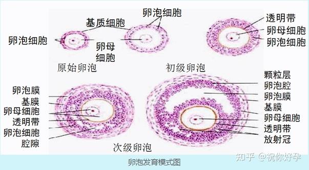 第八章 生殖系统 - 知乎