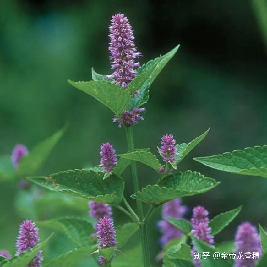 茴藿香(agastache foeniculum, lamiaceae)原产于北美;虽然属于同一科