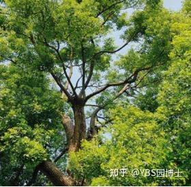南方庭院适合种什么树? - 知乎