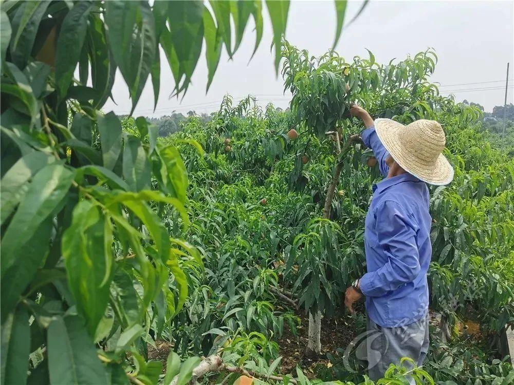 山上的桃子熟了可以摘了