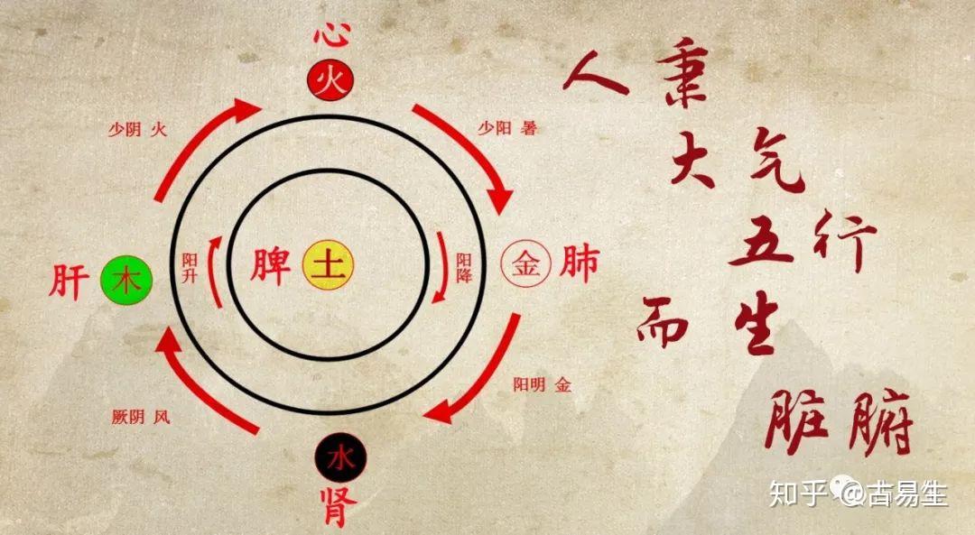 五行与脏腑的关系分析 - 知乎