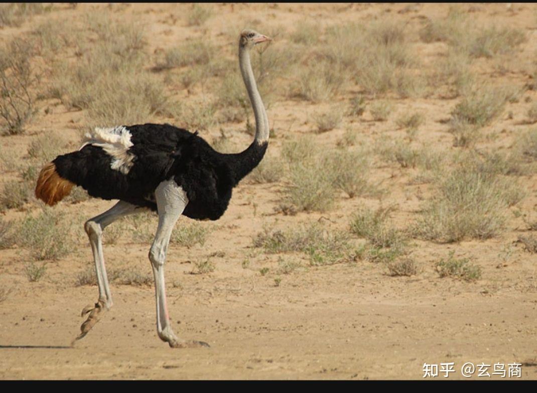 山海经之基山猼訑尚鸟付鸟