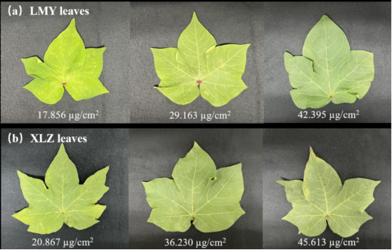 基於光譜預處理和深度遷移學習相結合的棉花葉片葉綠素含量提取