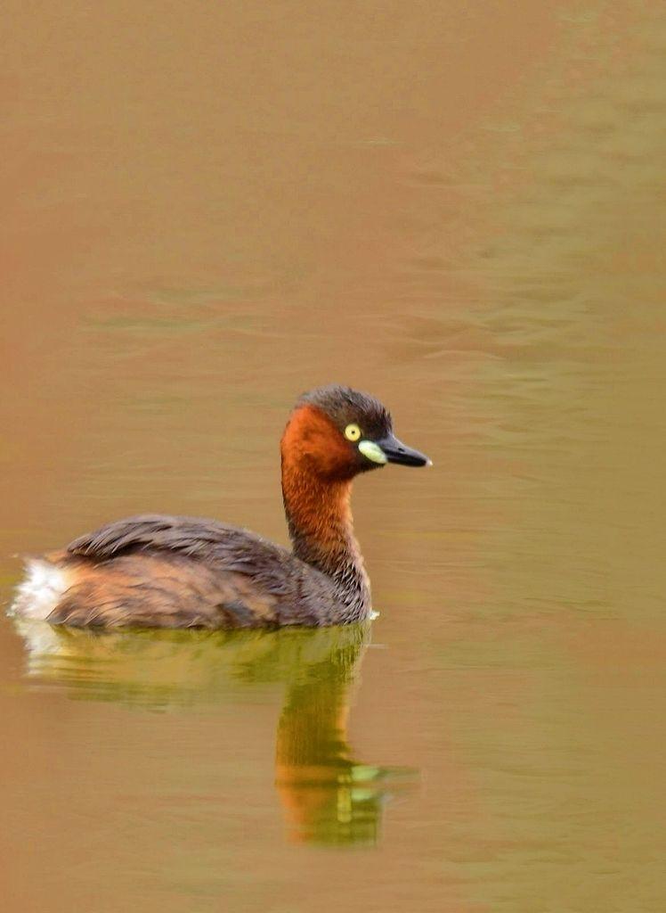可爱的小鸊鷉 - 知乎
