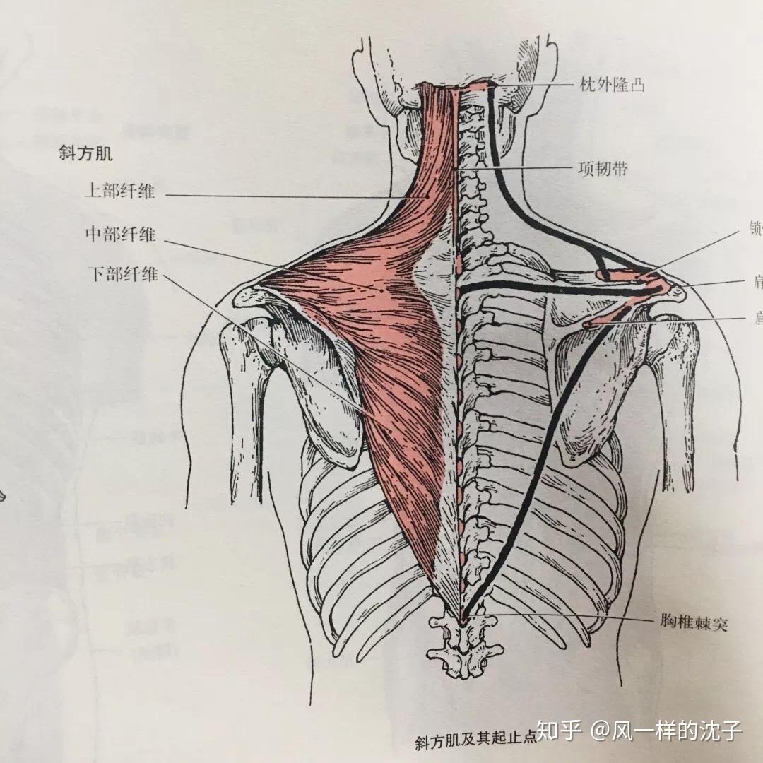 一起占领器械区——【超有用】的健身房固定器械使用大全（背部训练） - 知乎