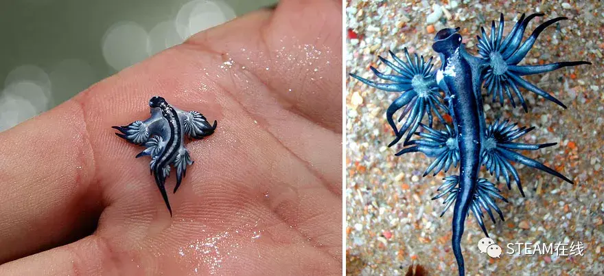 1. 大西洋蓝龙(glaucus atlanticus)