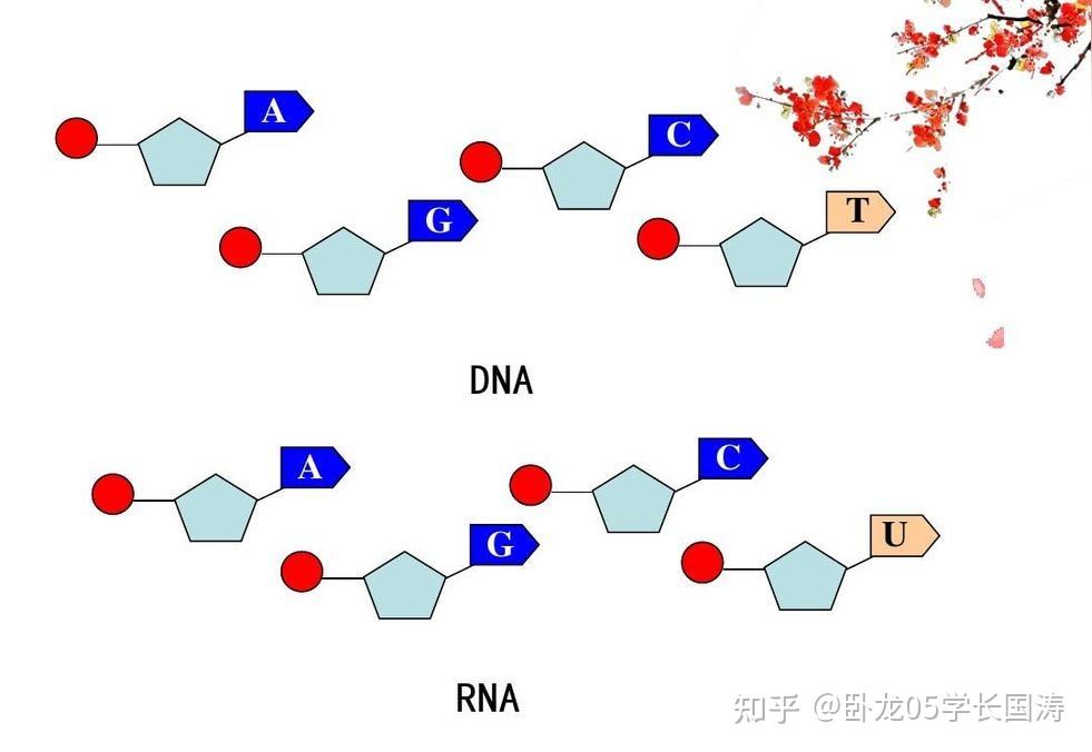 生物知识：DNA - 知乎