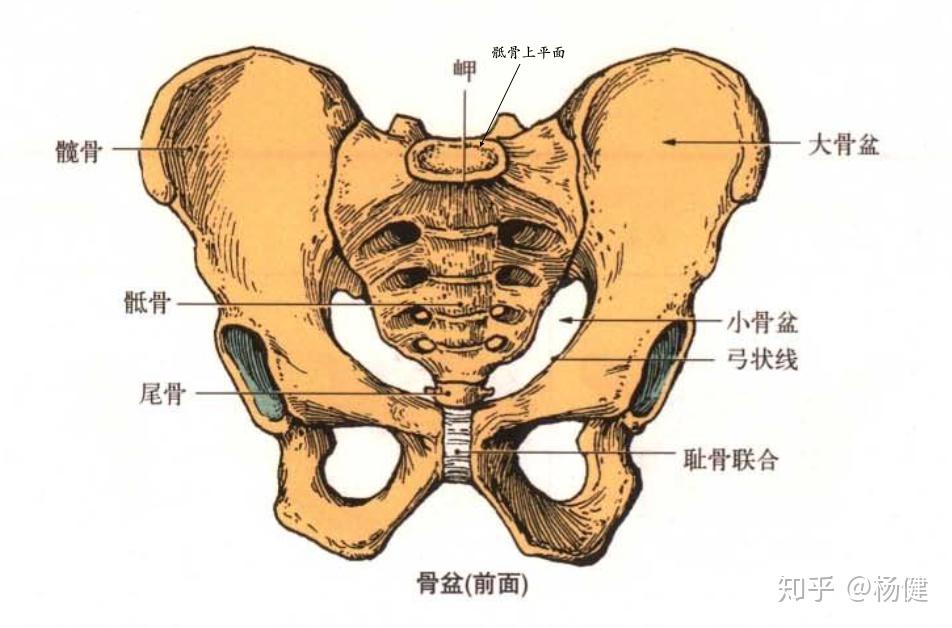 骨盆位置位置示意图图片