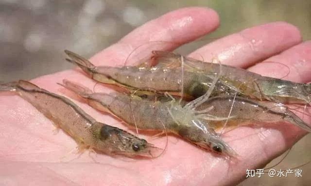 冬棚虾常见问题肠道弯曲黄脚白浊生长慢该如何解决