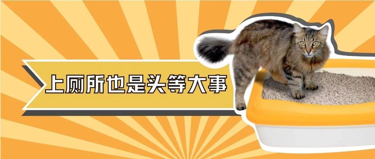 猫猫少尿无尿能忽视吗 嘘嘘那点事儿其实招招致命 知乎