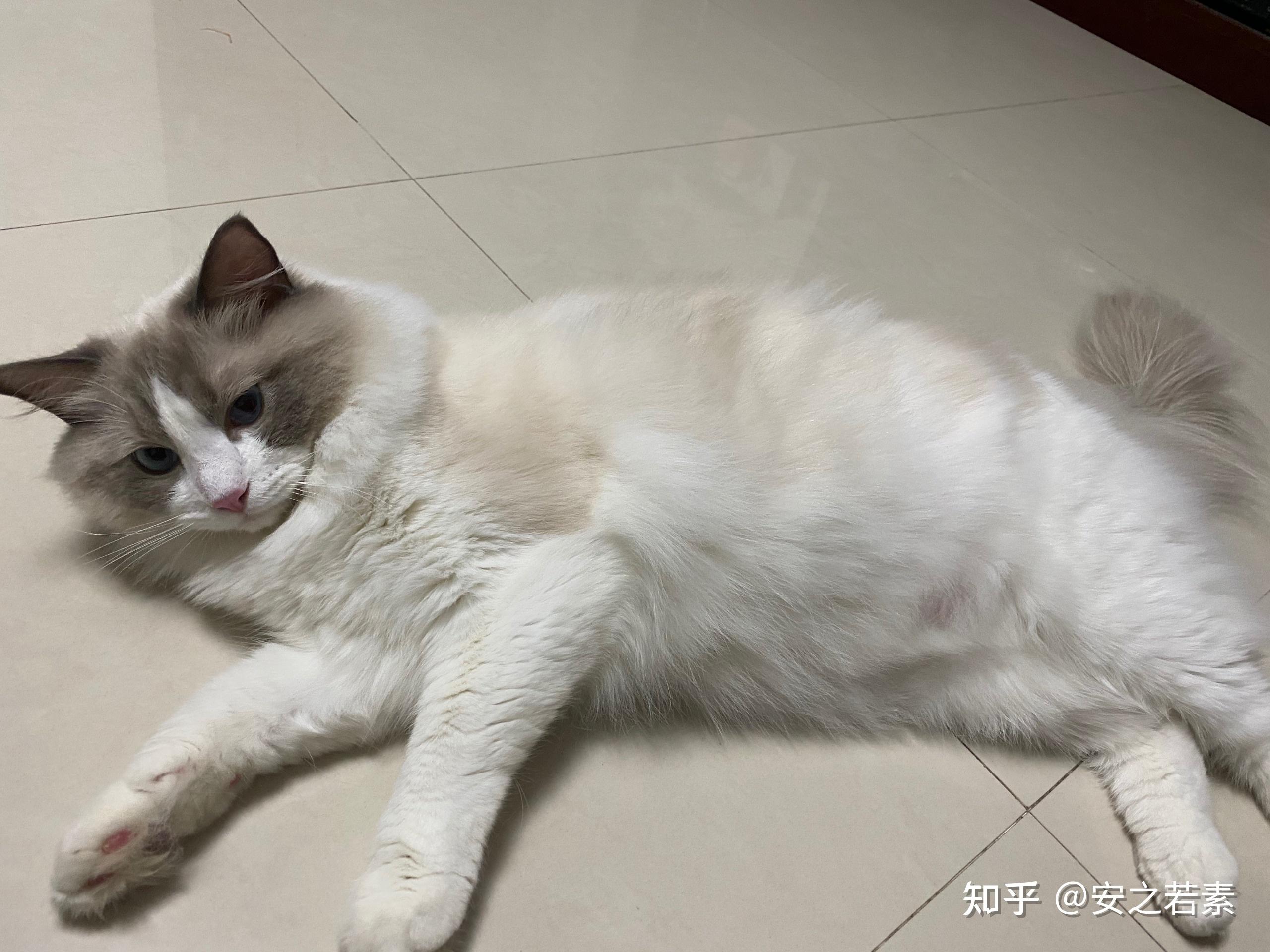 布偶喵掉毛严重