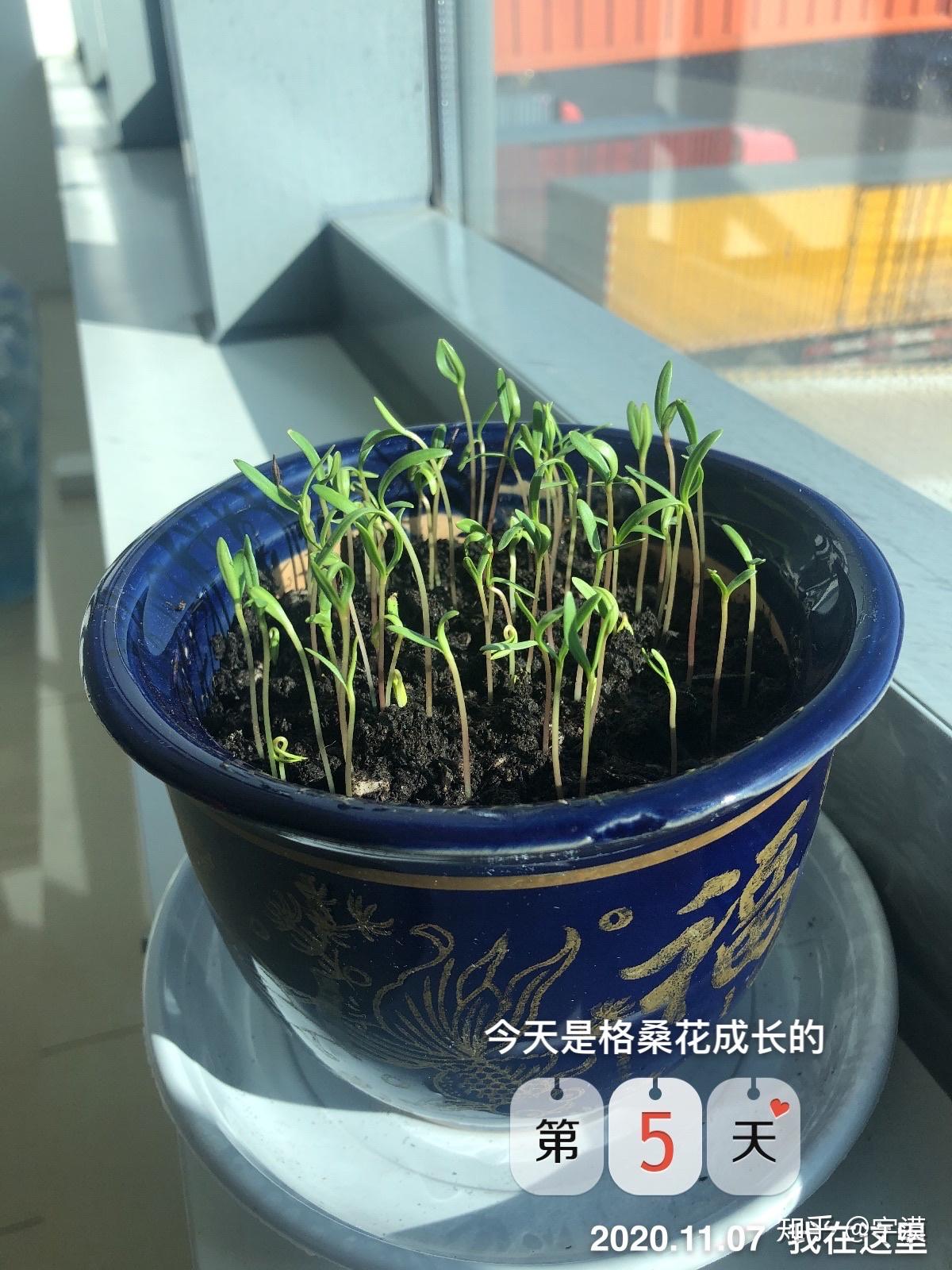 为了缓解焦虑症所以养的格桑花