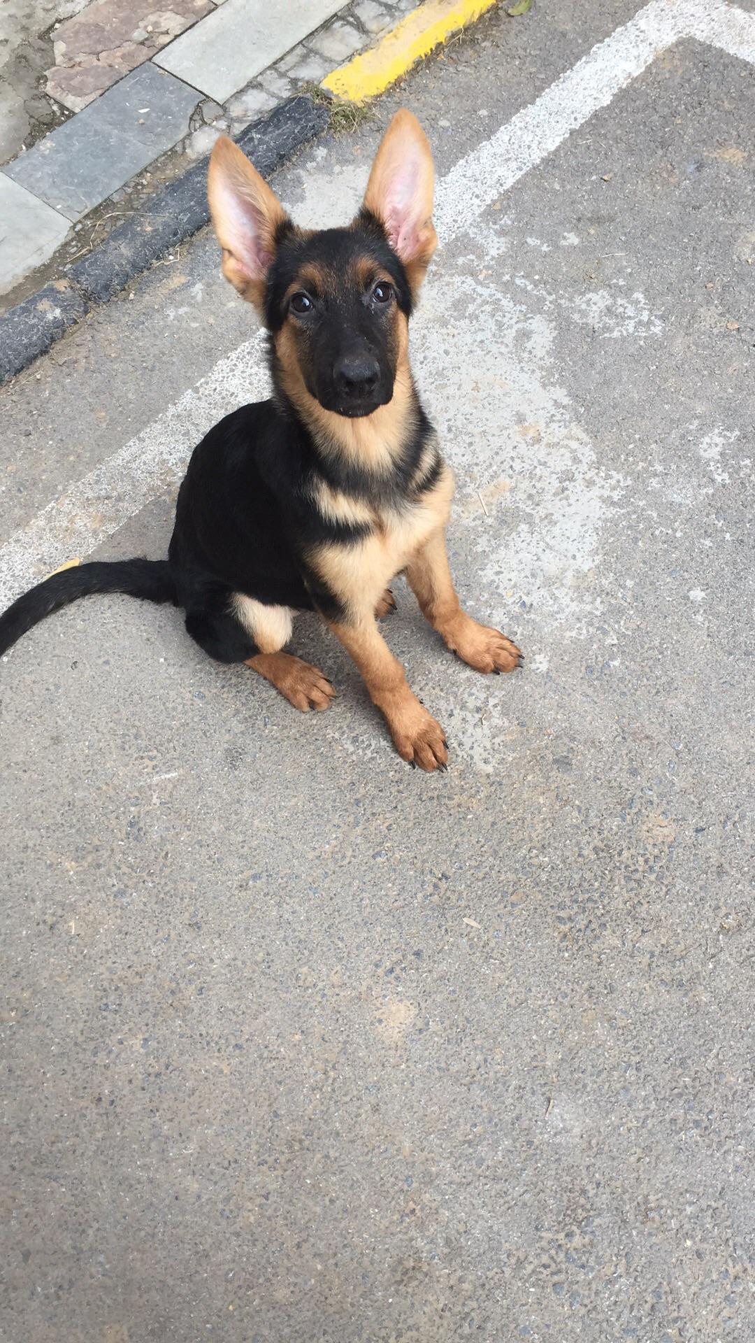 猫狗一起养是种怎样的体验?