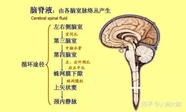 脑脊液是存在于脑室及蛛网膜下腔的一种无色透明的液体