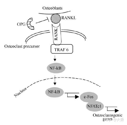 恶性肿瘤骨转移治疗的新选择--地舒单抗 (denosumab)