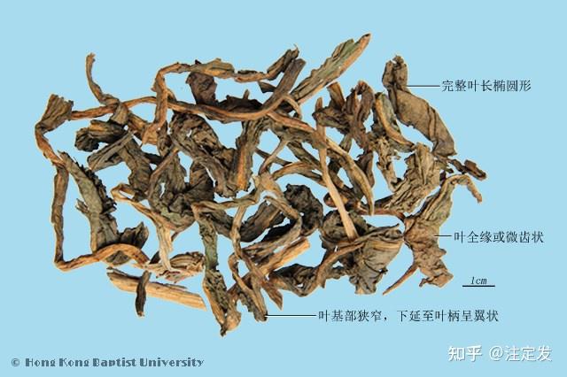中药学——大青叶——清热,解毒,凉血,止血。治温病热盛烦渴,流行性感冒,急性传染性肝炎,菌痢,急性胃肠炎,急性肺炎,丹毒,吐血,衄血,黄疸 ...