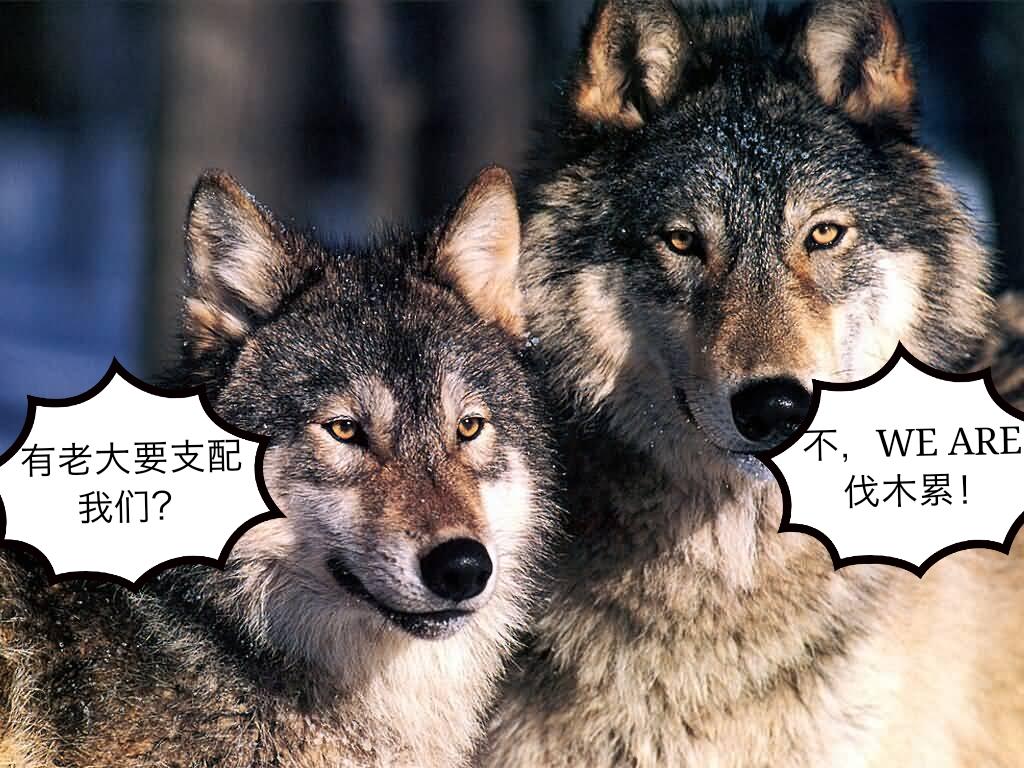 阿尔法狼的错 听了这么多年的狗老大居然是错的 知乎 阿尔法狼的错 听了这么多年的狗老大居然是错的 知乎