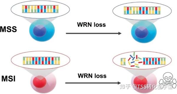 Wrn Cancer 【Nature】背靠背,拜耳和诺华同时披露合成致死靶点WRN的新型抑制剂 - 知乎