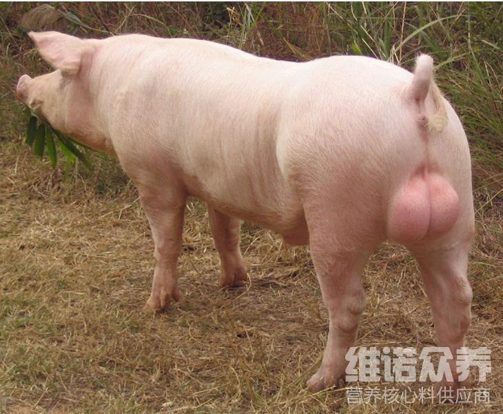 种公猪每天都喂什么农民自配公猪饲料配方营养