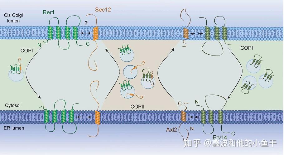 內質網和高爾基體的膜泡運輸貨物蛋白的分揀與捕獲