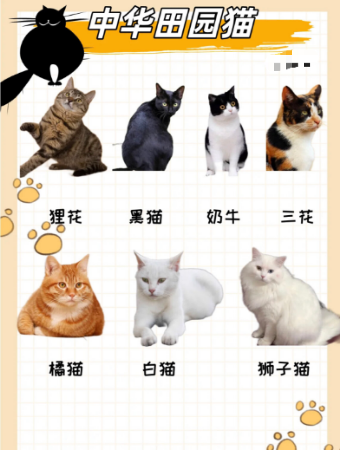 猫咪品种大全！25种热门品种，你Pick哪一种 - 知乎