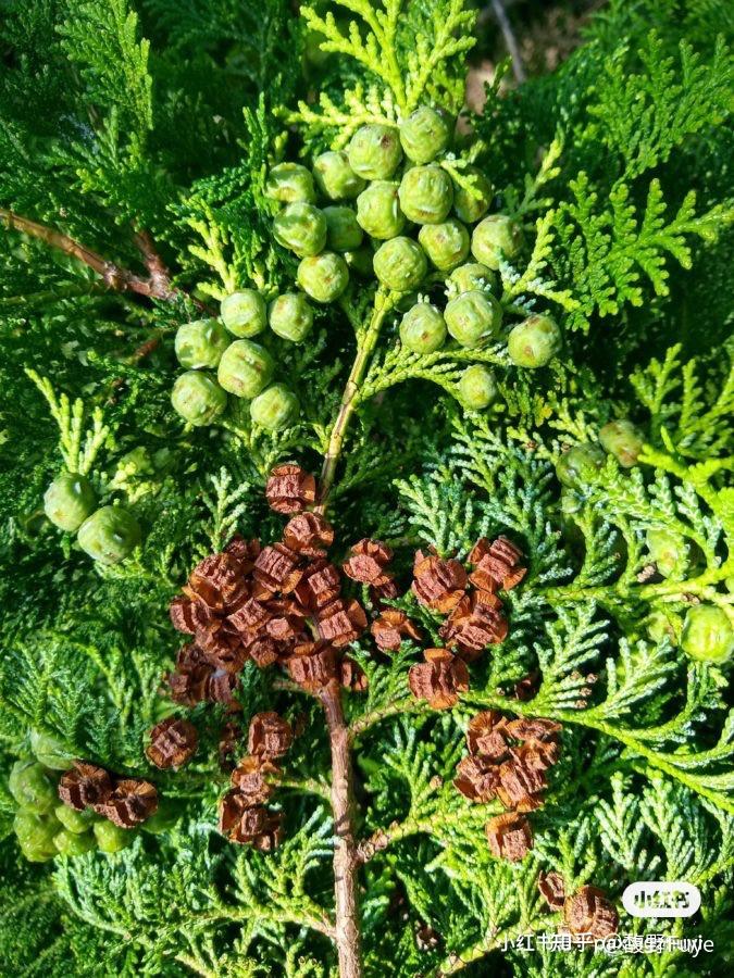 精油日本扁柏能让头皮荒漠变绿洲