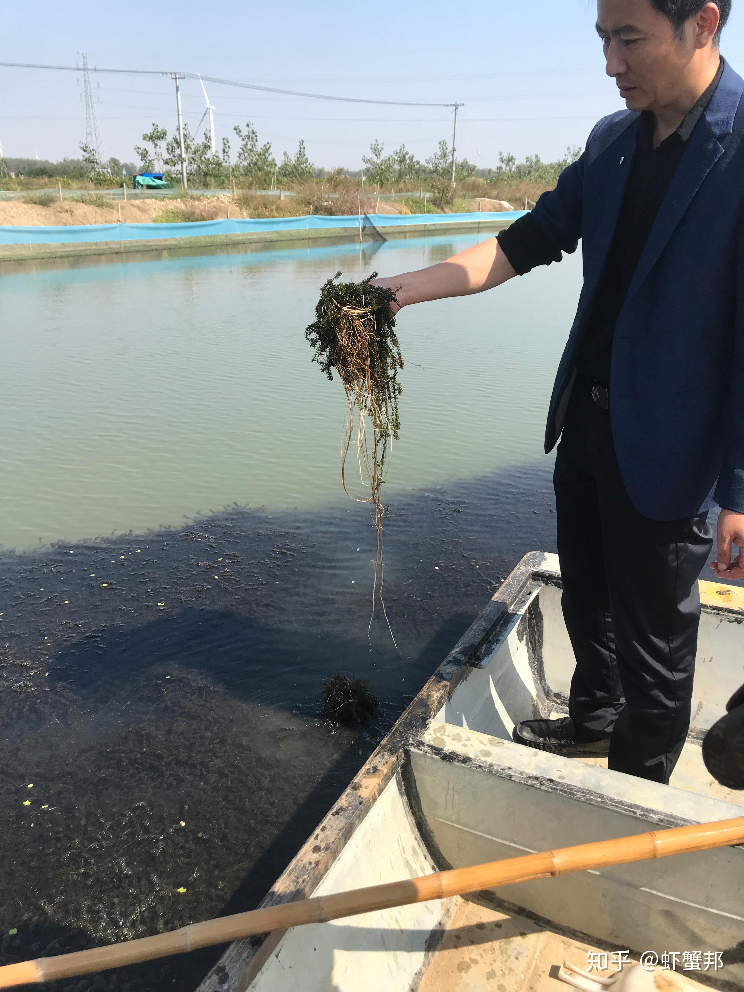 伊乐藻图片 种植方法图片